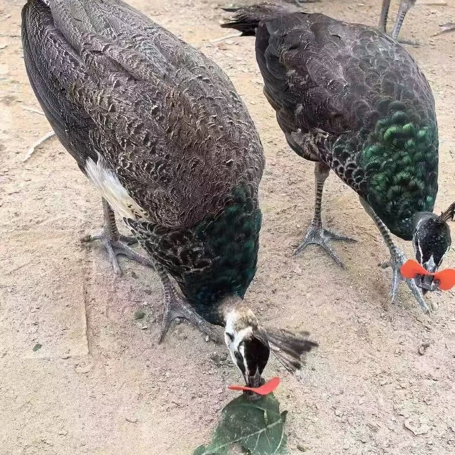 观赏宠物一公一母京东快递包邮包活