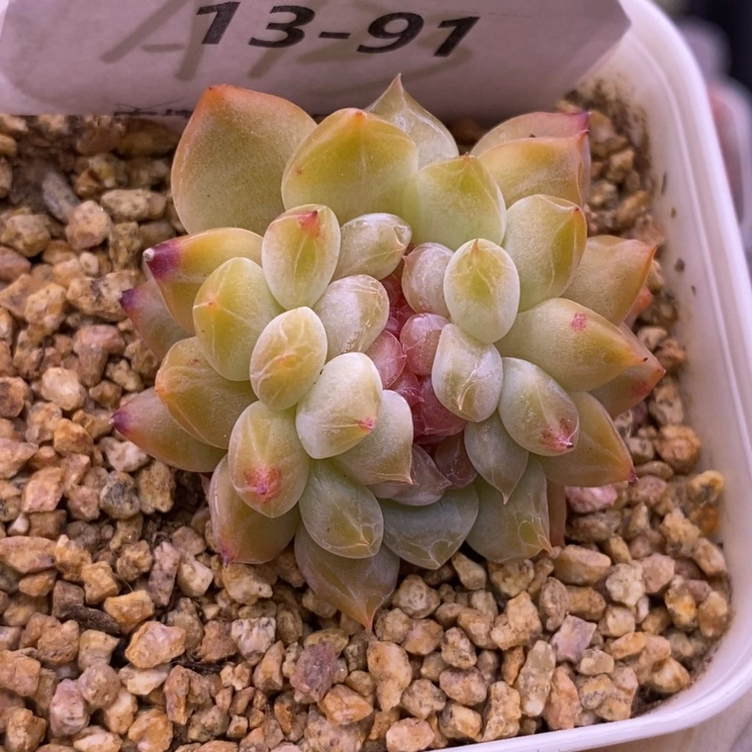 【闪购商品】13-91