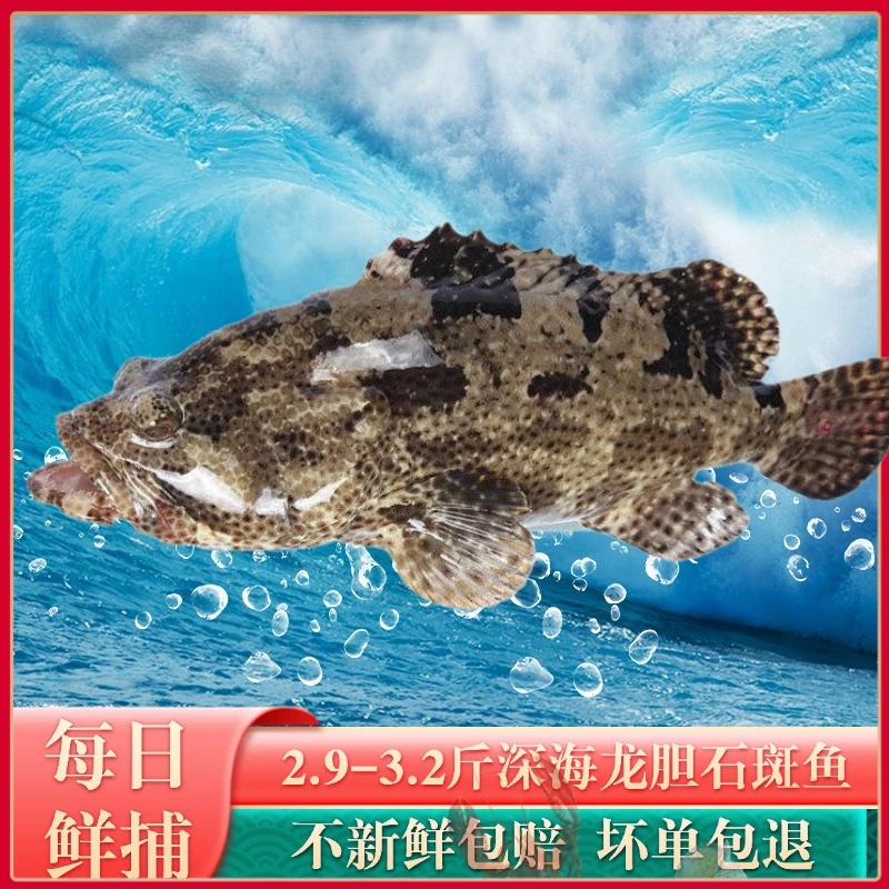 2.9-3.2斤直播现称新鲜湛江龙胆石斑鱼 石斑鱼海鲜水产深海石斑鱼
