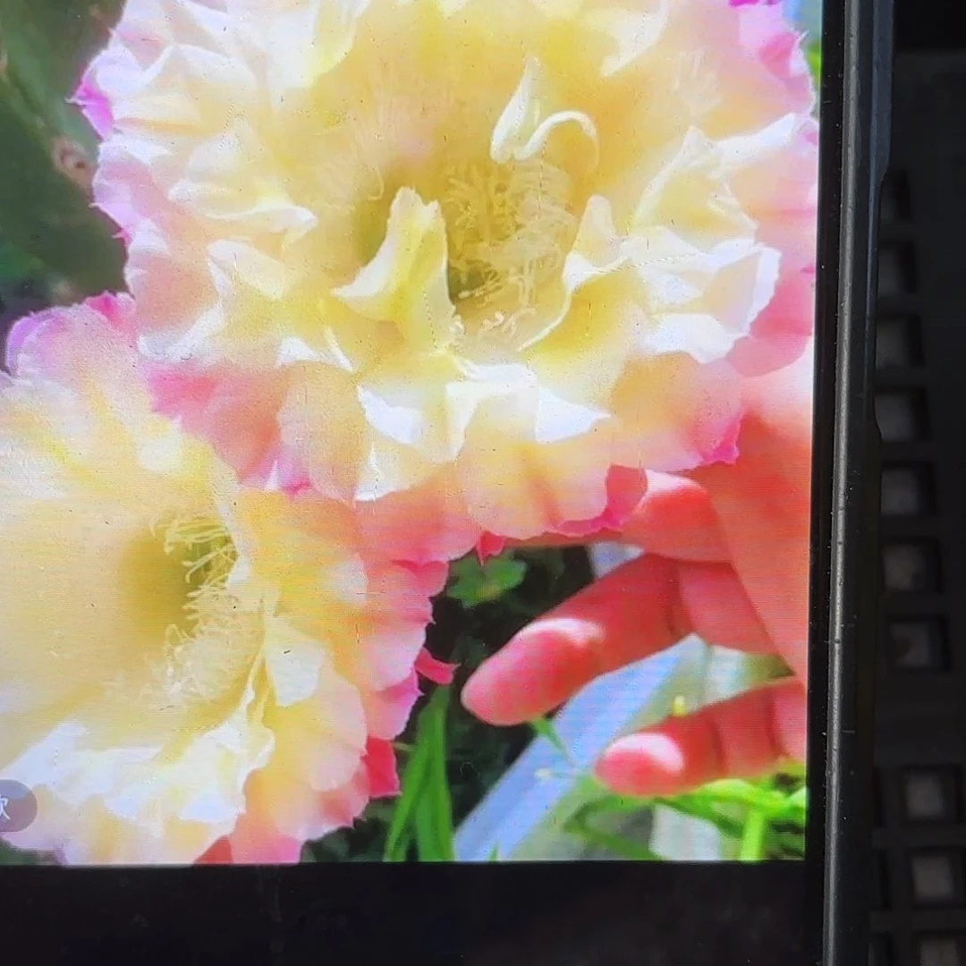 马丙彩侧牙20包邮仙人球9