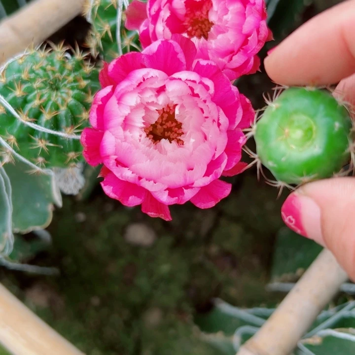 21丽花美花24歪无根侧芽2一3公分左右