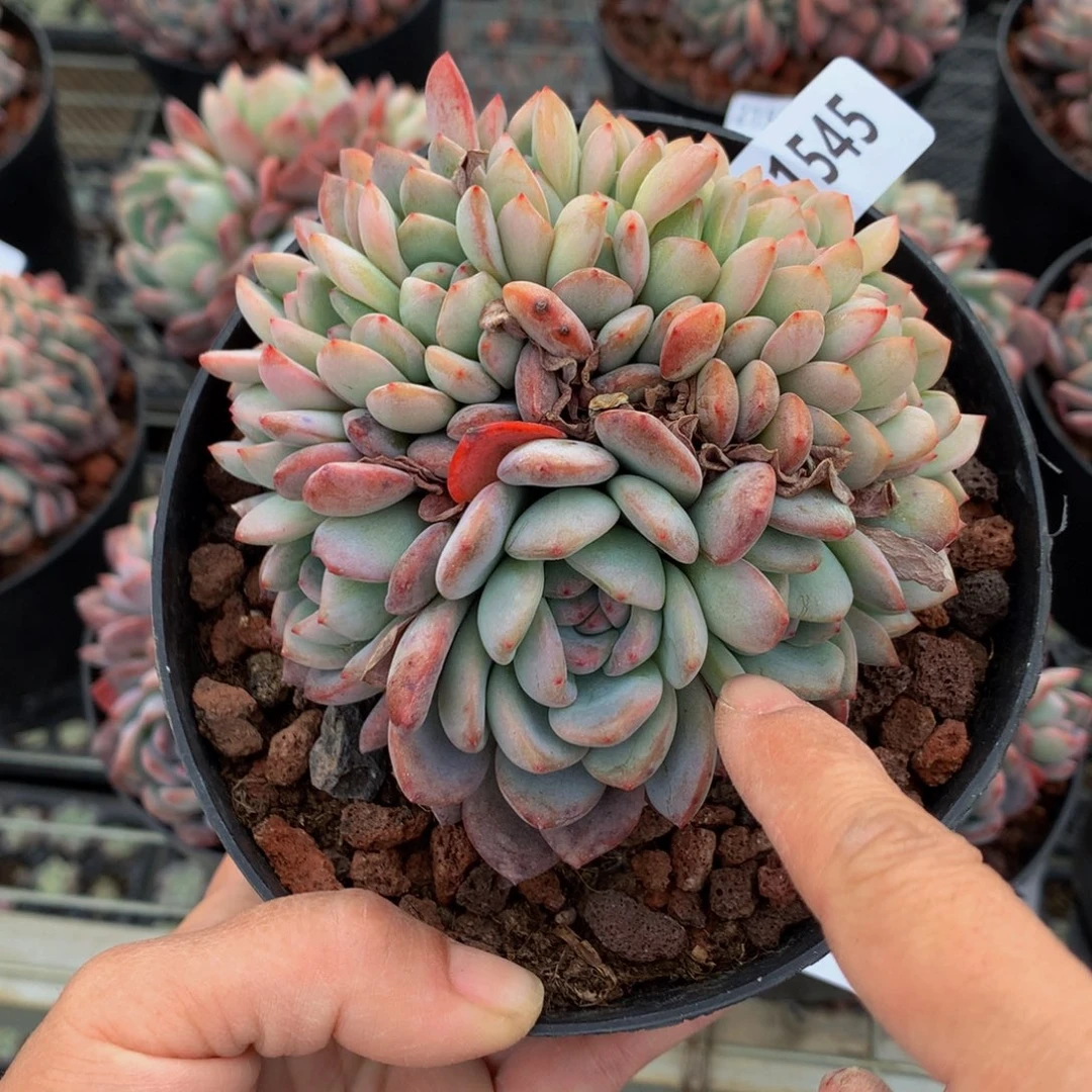 21545朵朵鲜花的玫瑰花瓣