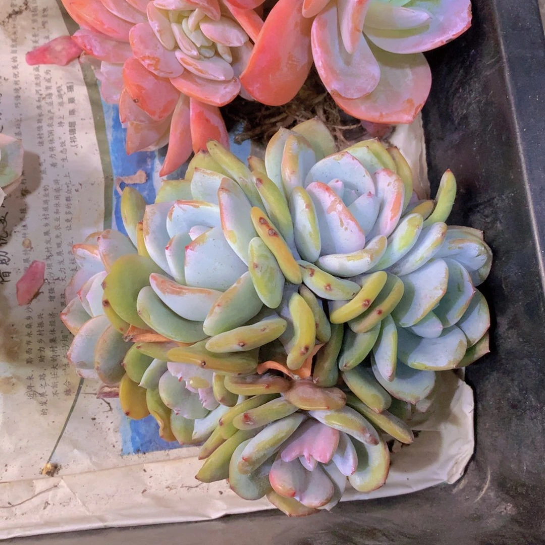 精品多肉植物花卉盆栽花卉盆栽