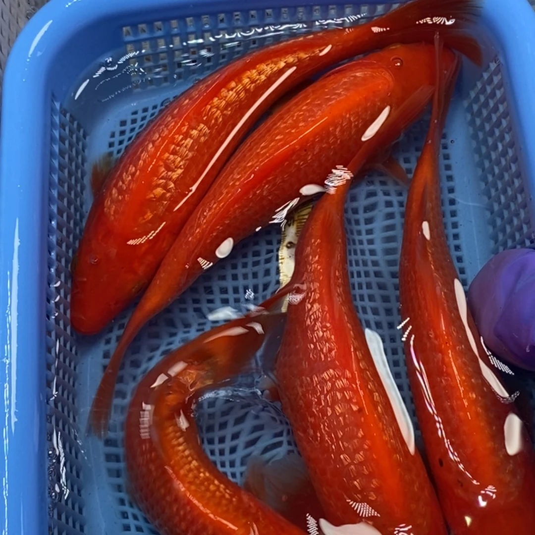 锦鲤冷水锦鲤包邮