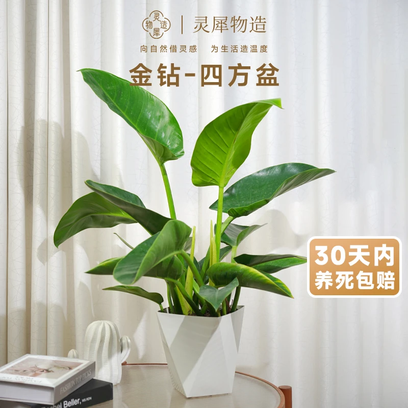 【灵犀物造】土培金钻盆栽天然空气净化器绿植室内桌面除醛帮手植物