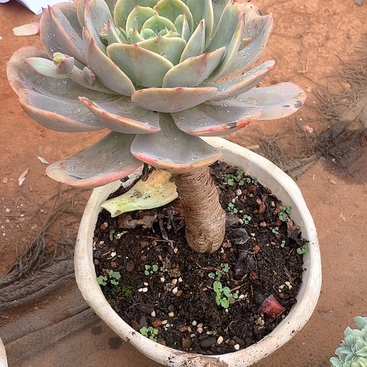 848白雪一物一拍多肉