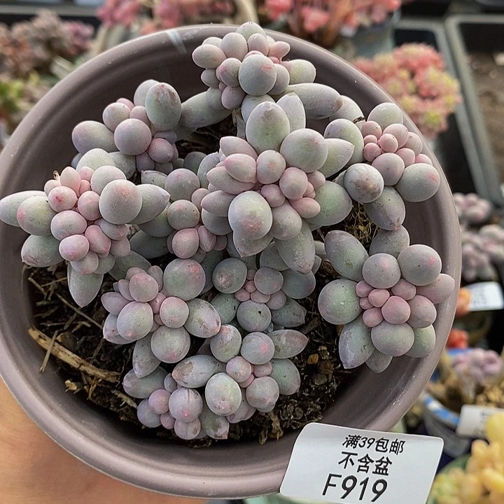 香水手指奶酪9cm919多肉植物