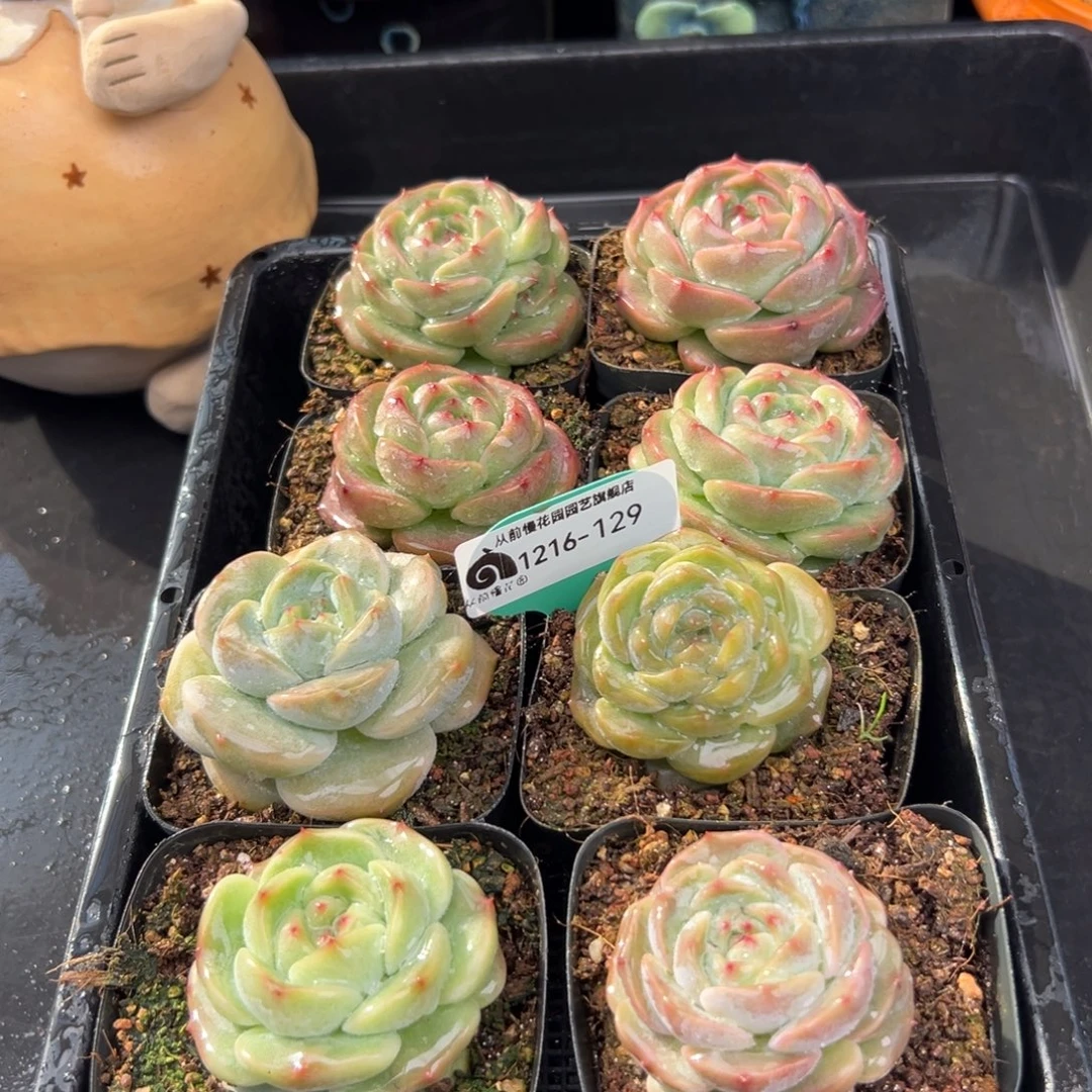 从前慢花园多肉编号1216-129