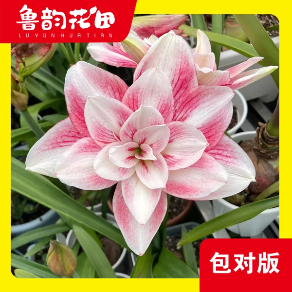 澳朱蓝色蜂鸟 重瓣朱顶红 包对版