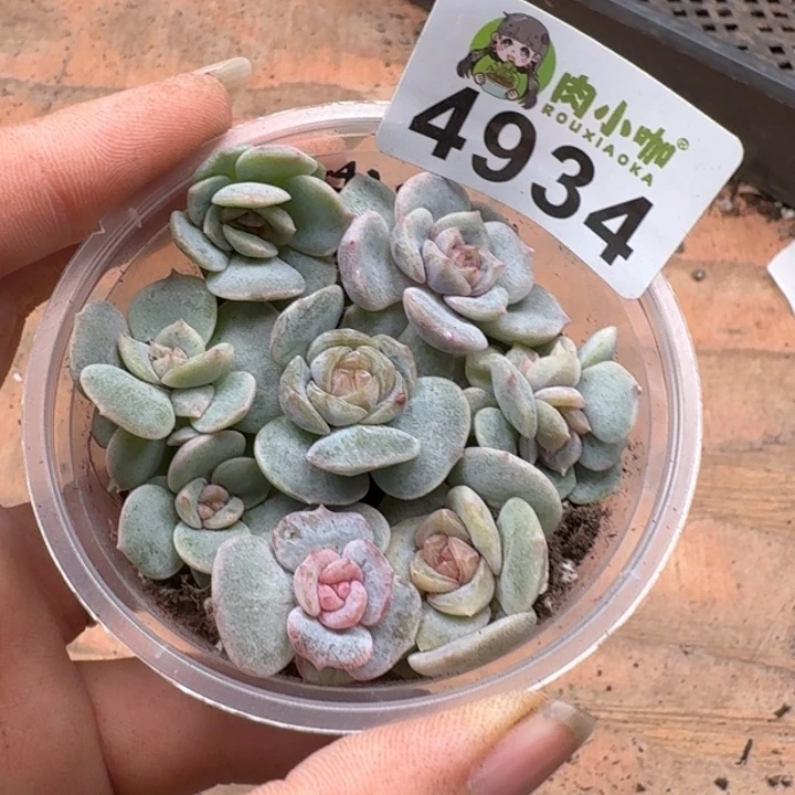 多肉植物多肉植物