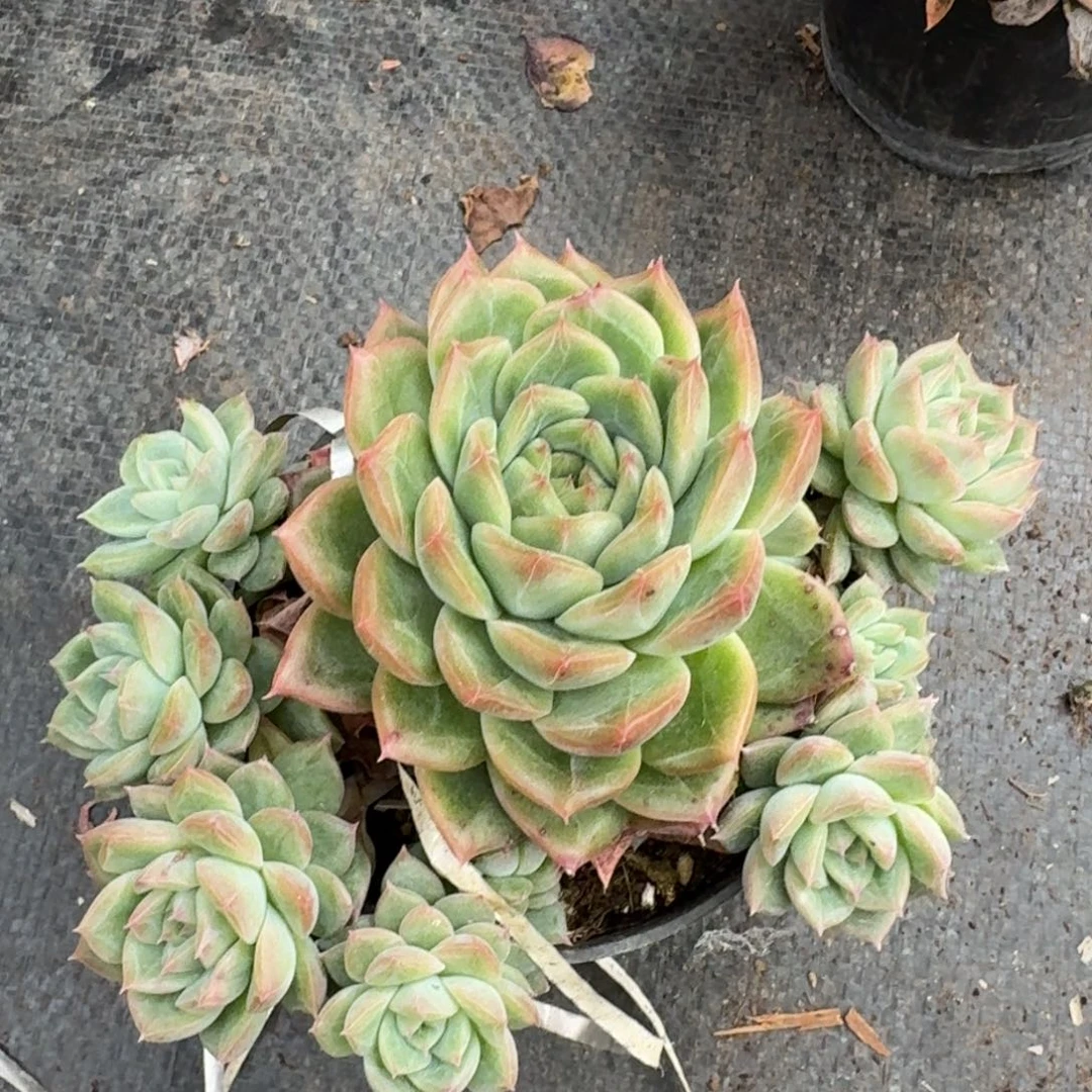 多肉杂交一物一拍28-88