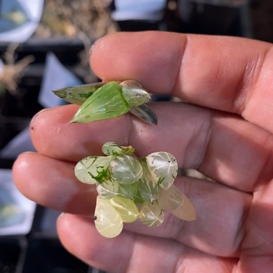 10133 卡陪伴福利4号 超级福利