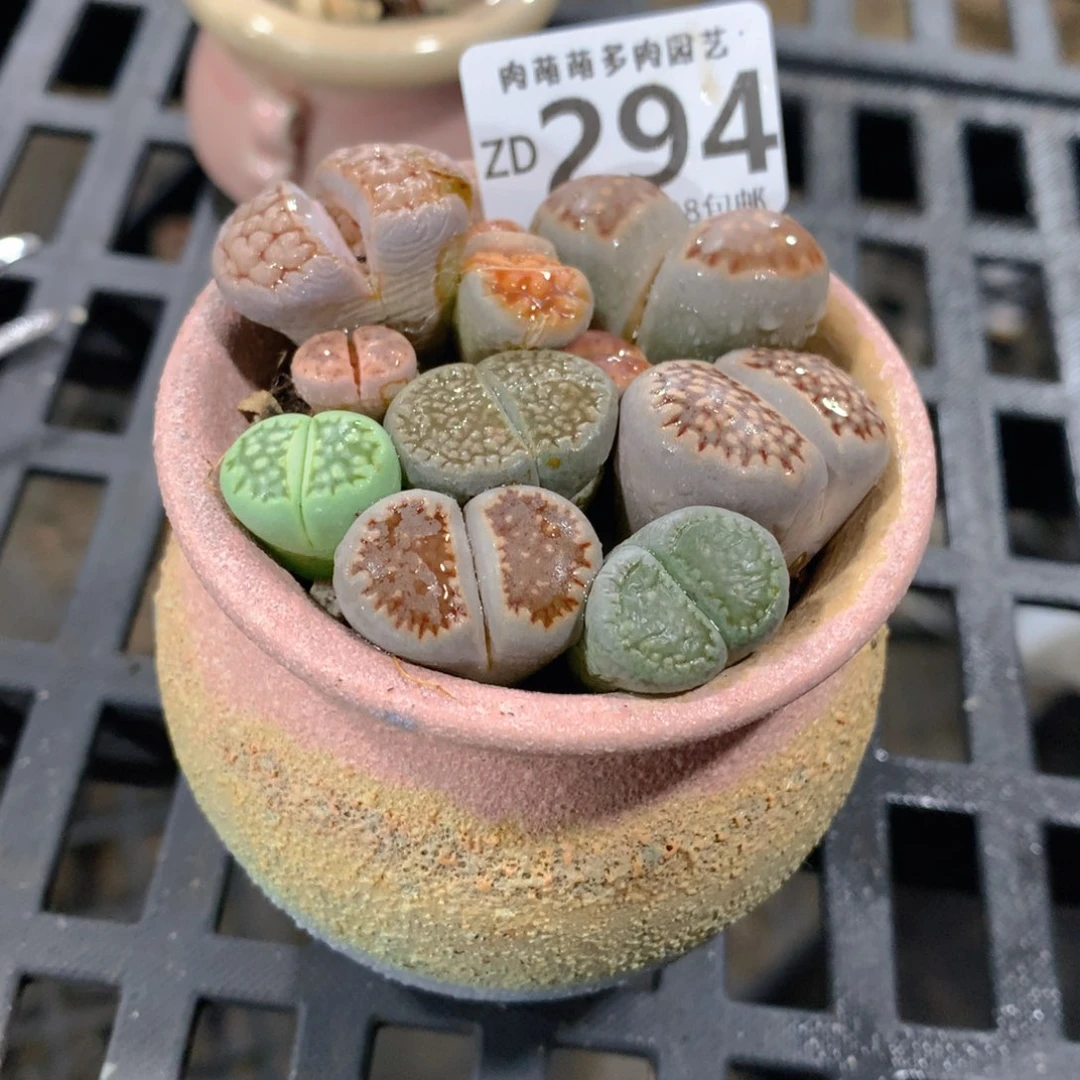 肉萌萌拇指盆精控多肉ZD294