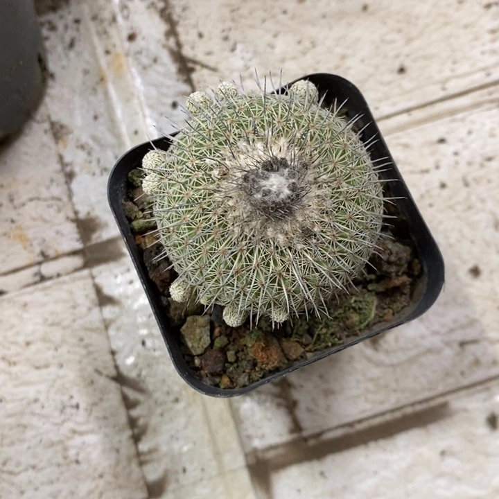 乌月丸特价福利特价