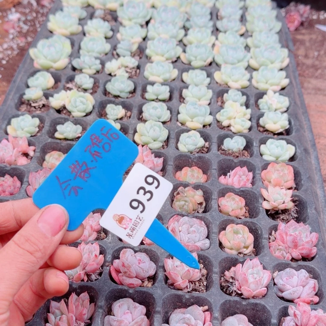 多肉植物多肉植物