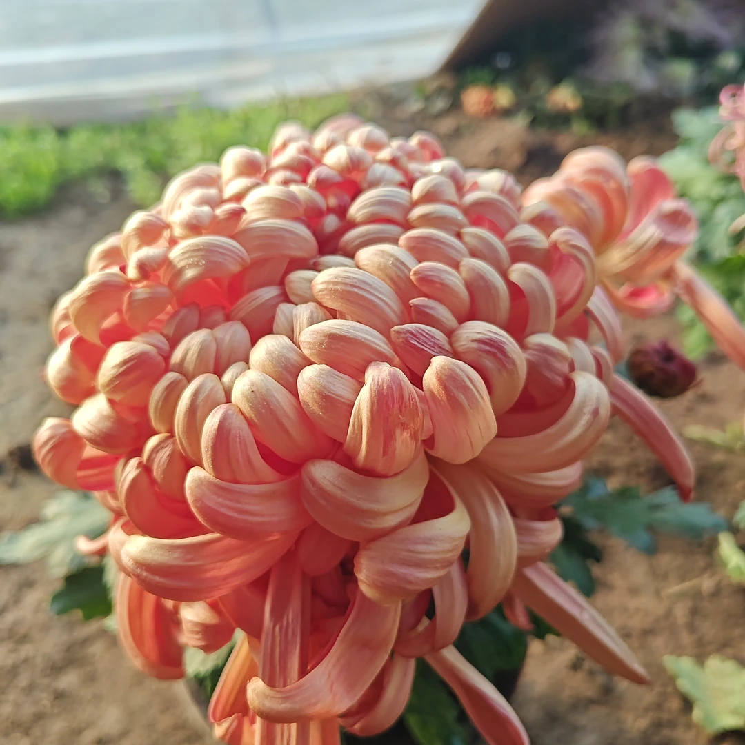 九月大花菊《国华大强》（带花包发货） 老花友福利  菊中贵族…