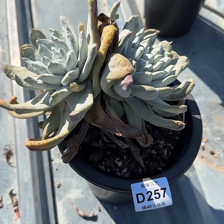 迷***.拇指仙女杯多肉植物