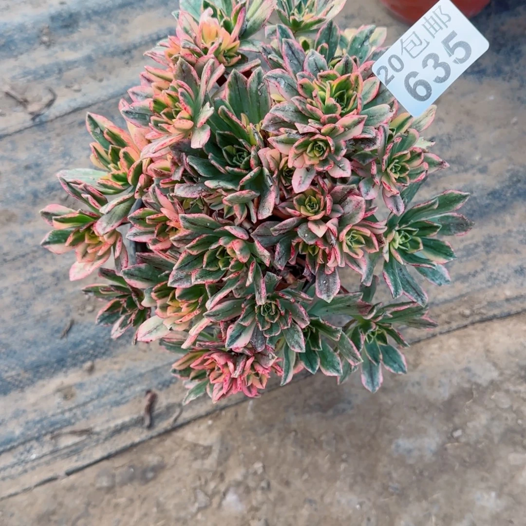 甜茶多肉635满20包邮断枝不包