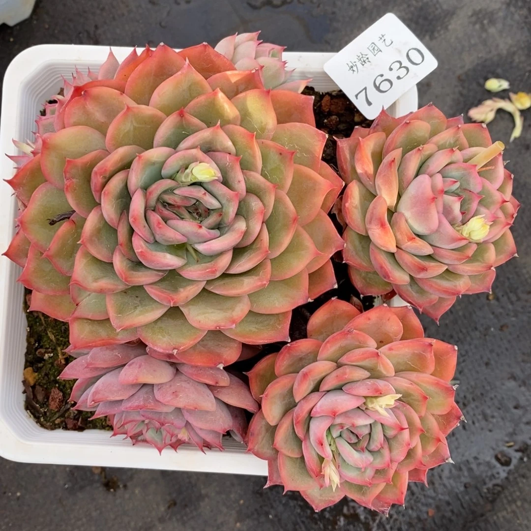 760杂交多肉老桩