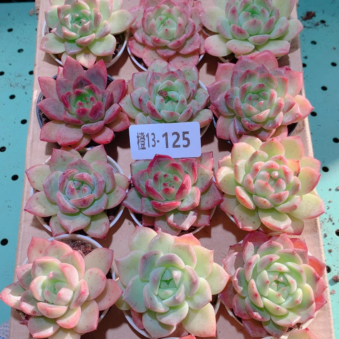 13-125一物一拍多肉带盆18颗