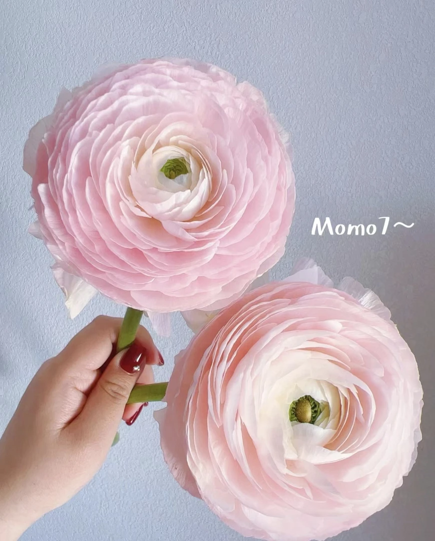 三岁花集--成功系列心跳回忆洋牡丹（带包装醒花）（顺丰包邮）