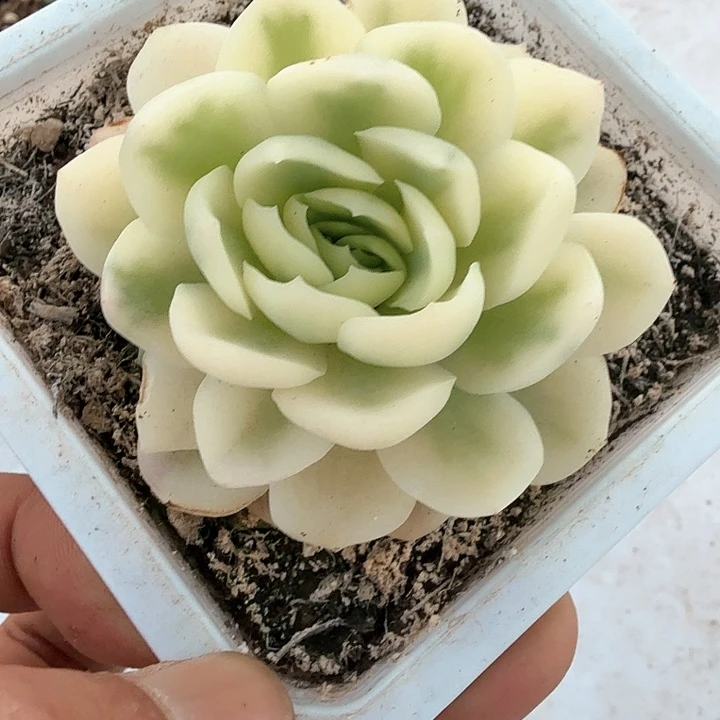 贝瑞覆轮  锦上园艺一物一拍