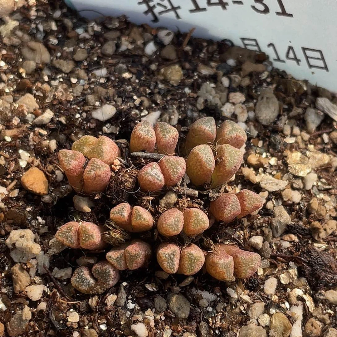 14-31火柴头多肉植物