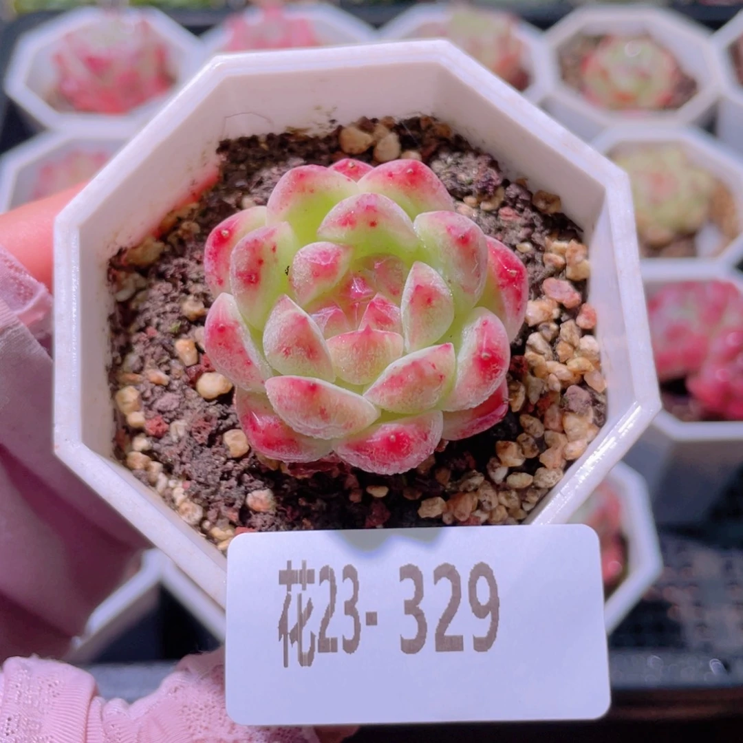 花利美23-329精选糖心