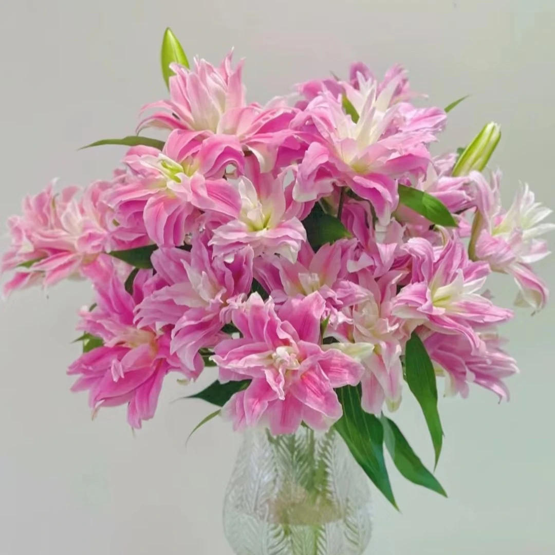 【红丝带16/18】(3颗，5颗 10颗)东方系列荷兰进口重瓣香水百合种球