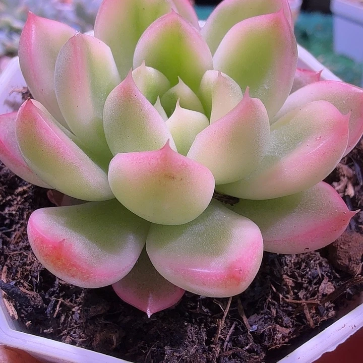 黄金石锦多肉锦植物