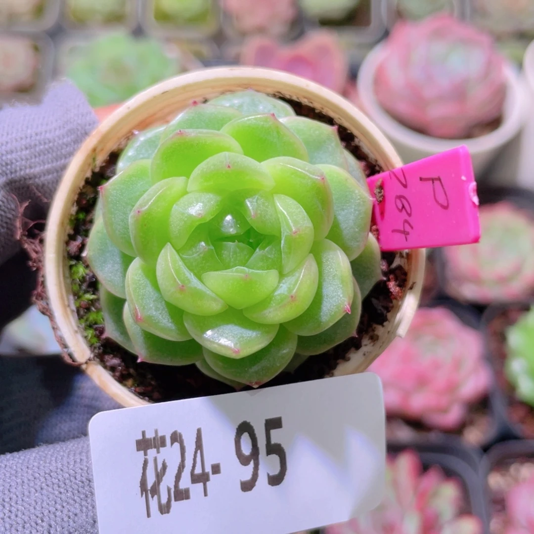 花利美24-95青沐