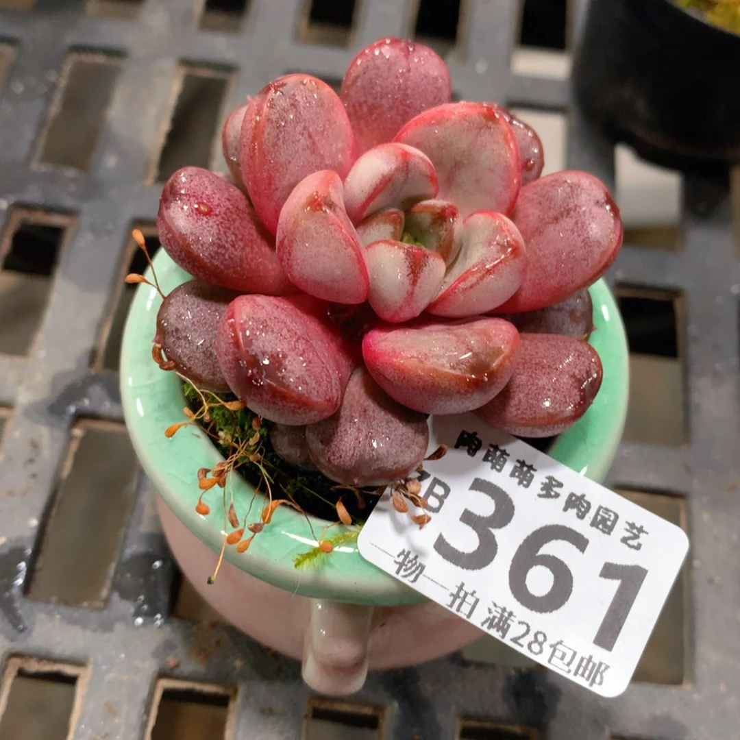 肉萌萌拇指盆精控多肉ZB361