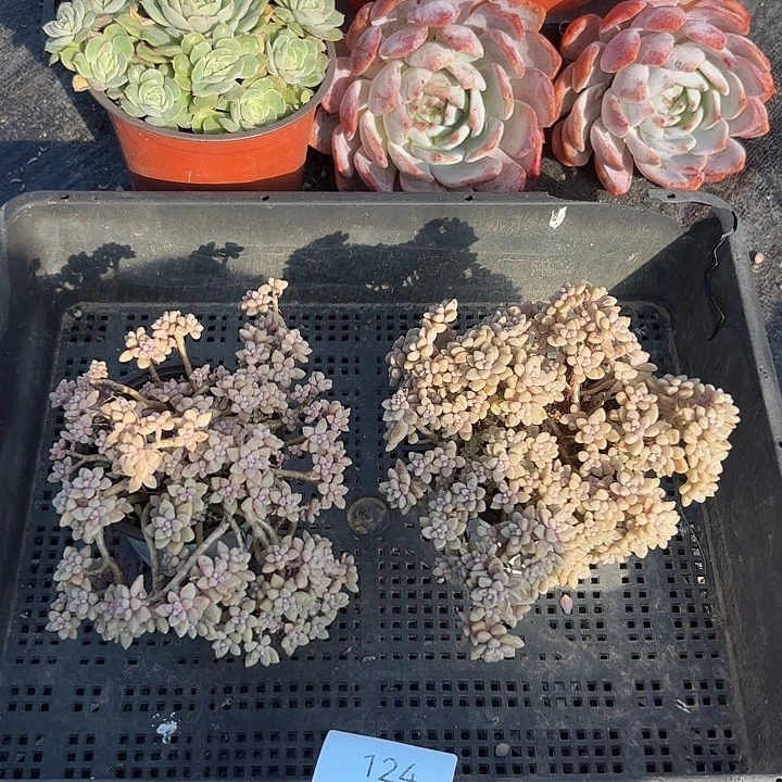 完全开放姬秋丽124