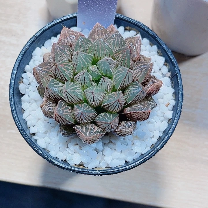 楼兰雨露新手好养