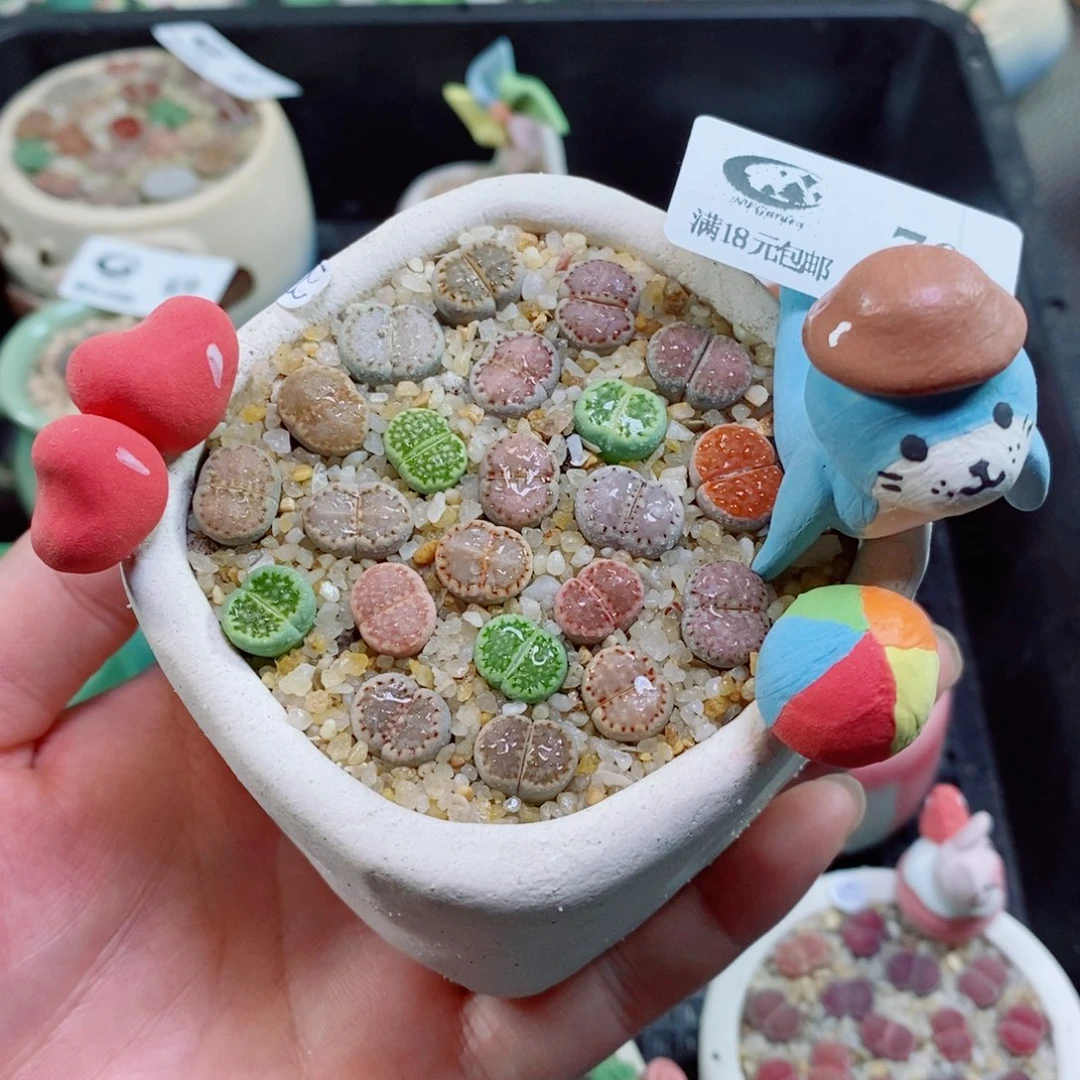 生石花花花花花花花70