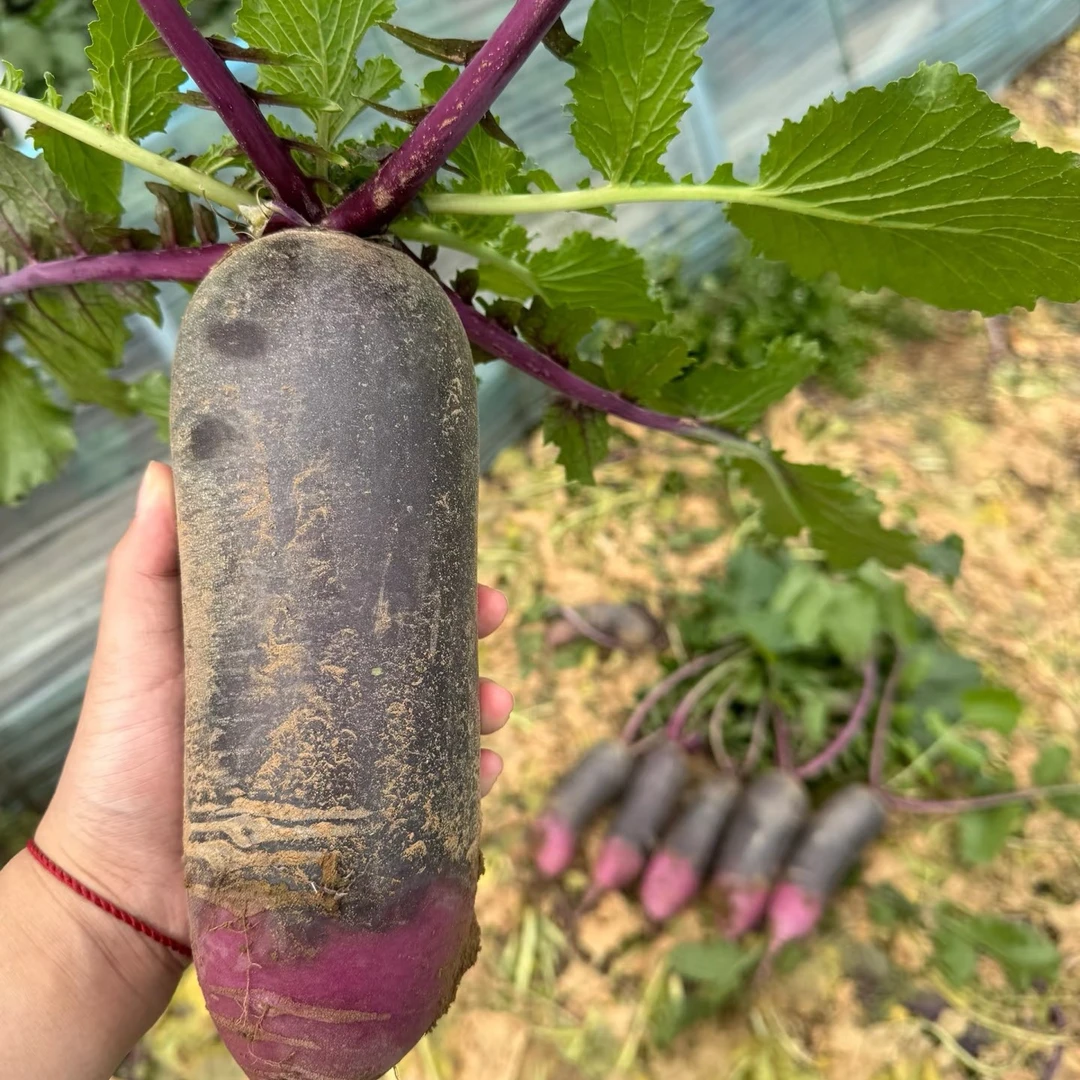 冰淇淋水果萝卜：1.5kg