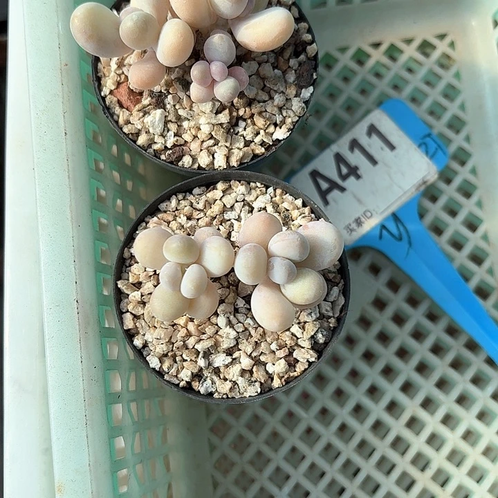 T**Tx b z c h h d f g 411