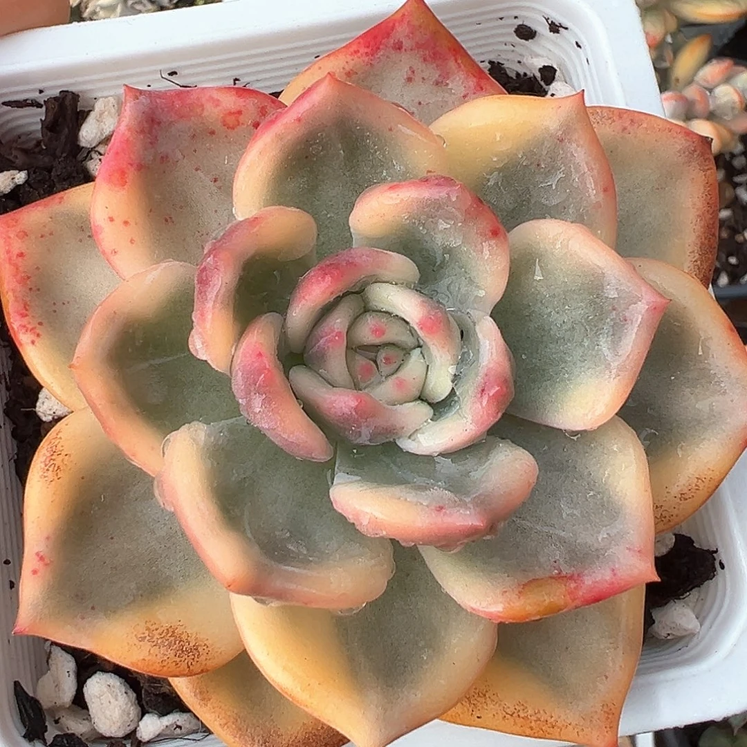 伊丽莎白锦小方花圃一物一拍
