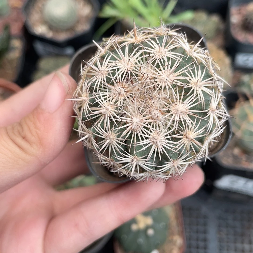 914实生海胆球仙人球