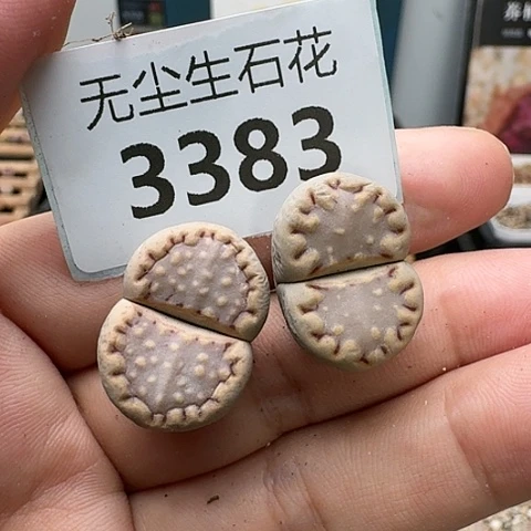 3383，，171饼干脱土发货
