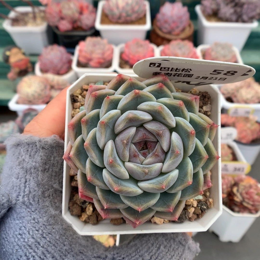 58暗纹珍妮多肉植物