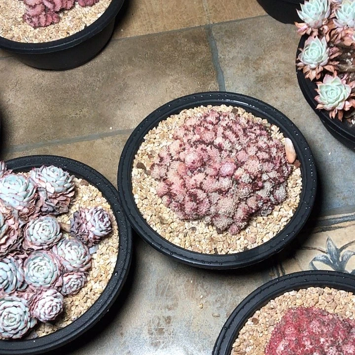 静*肉376/////////////