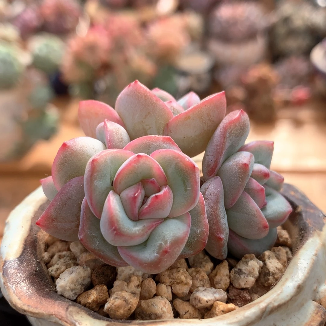 泡芙一物一拍 020