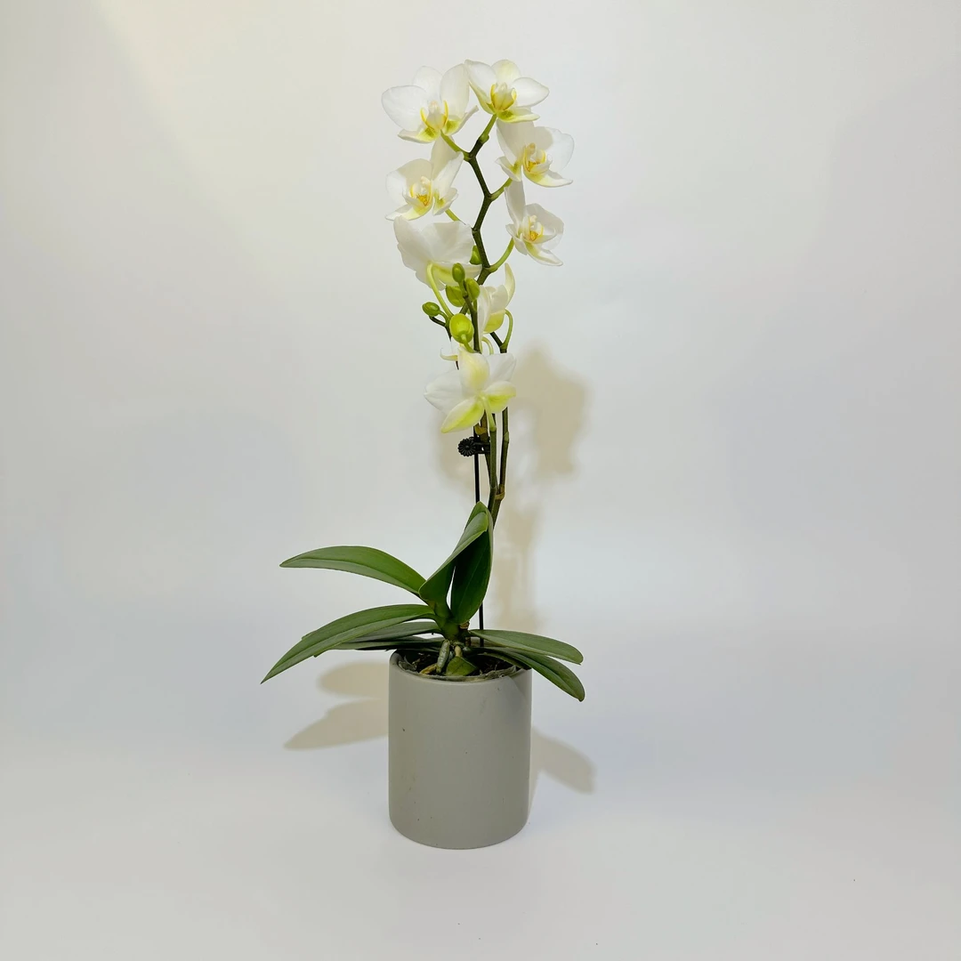 【洛桑组盆】蝴蝶兰花卉绿植美观趣味客厅家里简易办公室养护