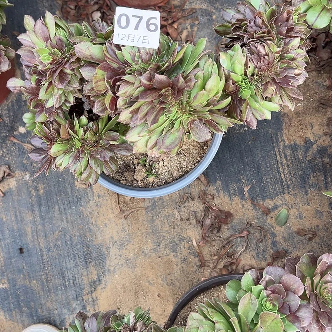 12.7-76花月夜缀多肉