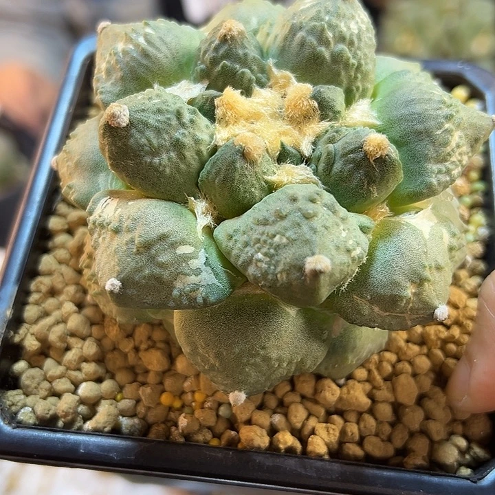 11号自根丸尤怒9.4公分