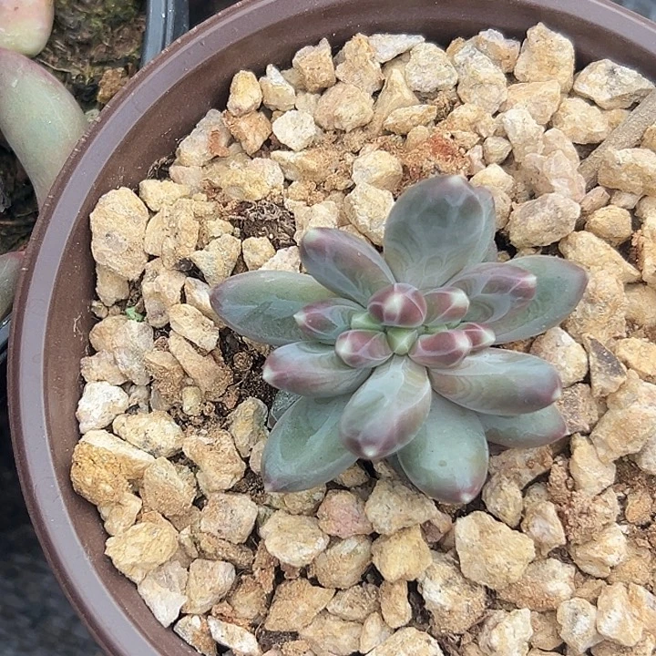 雪戴利缀特价一物一拍