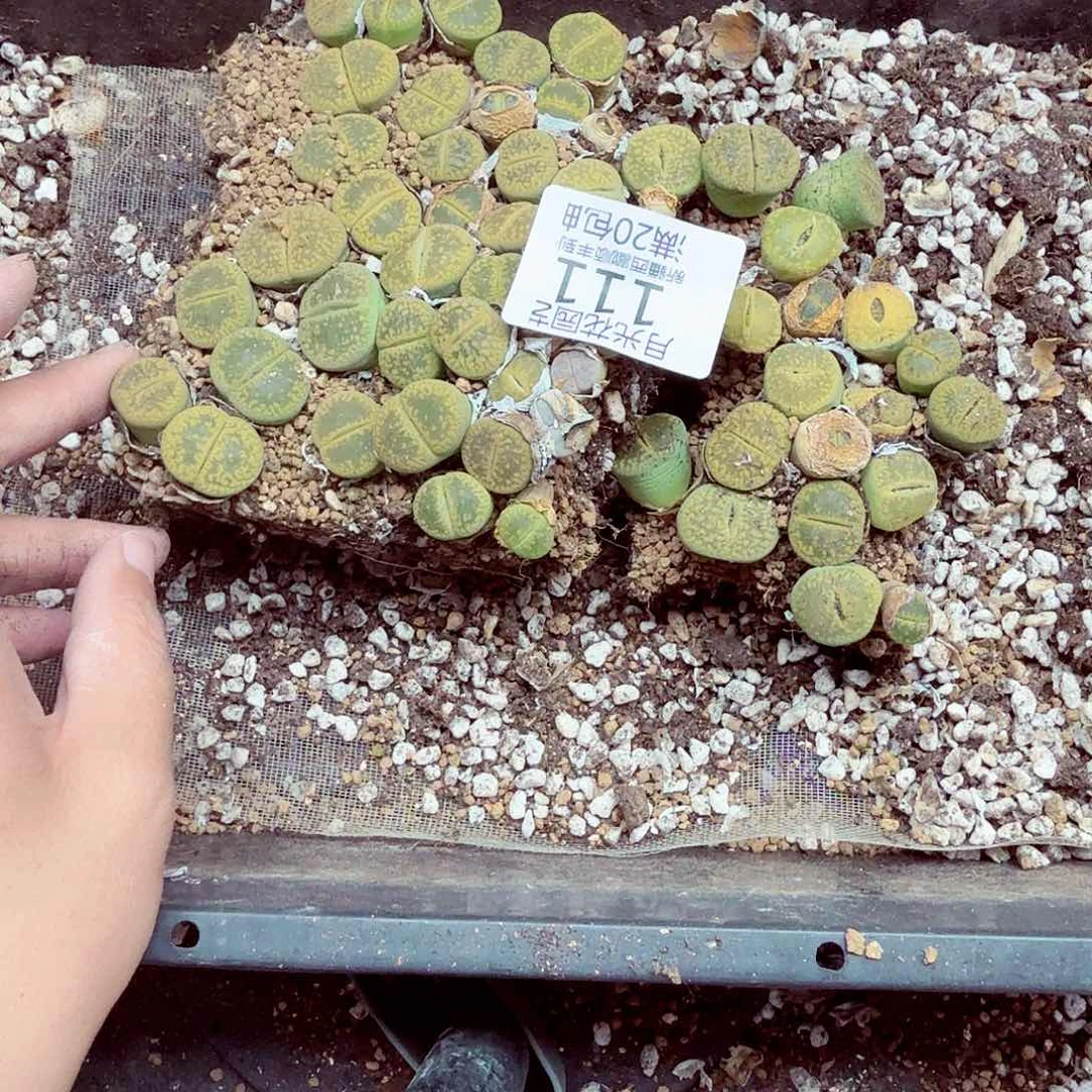 暁*你要回来吃还是我们自己做饭吃饭111