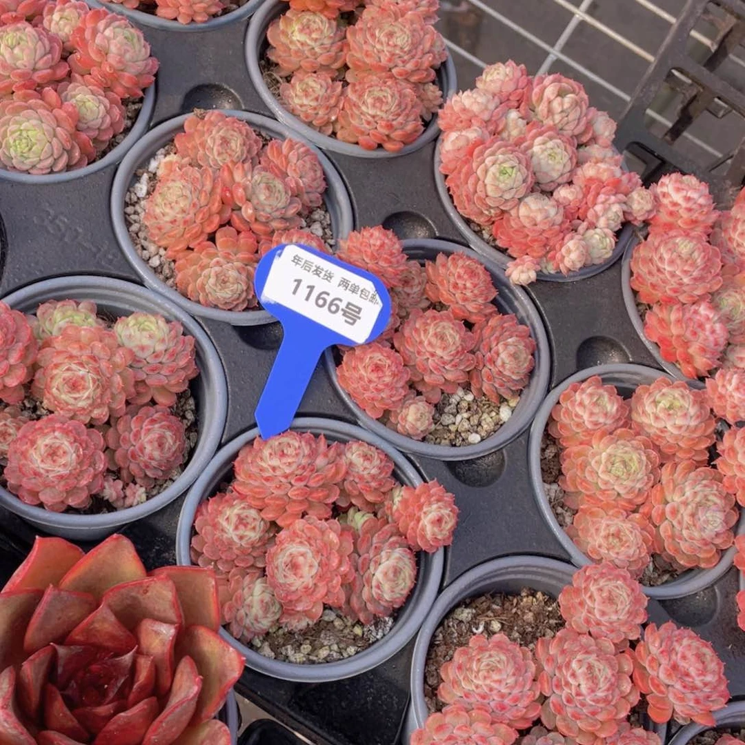 1166号小红包群生一个