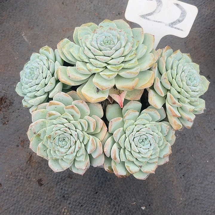 .***y晨语多肉，一物一拍22